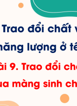 Bài 9. Trao đổi chất qua màng sinh chất